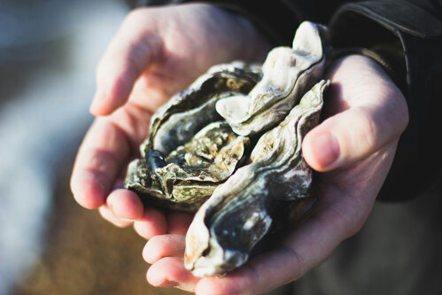 Oyster Shucking Tips