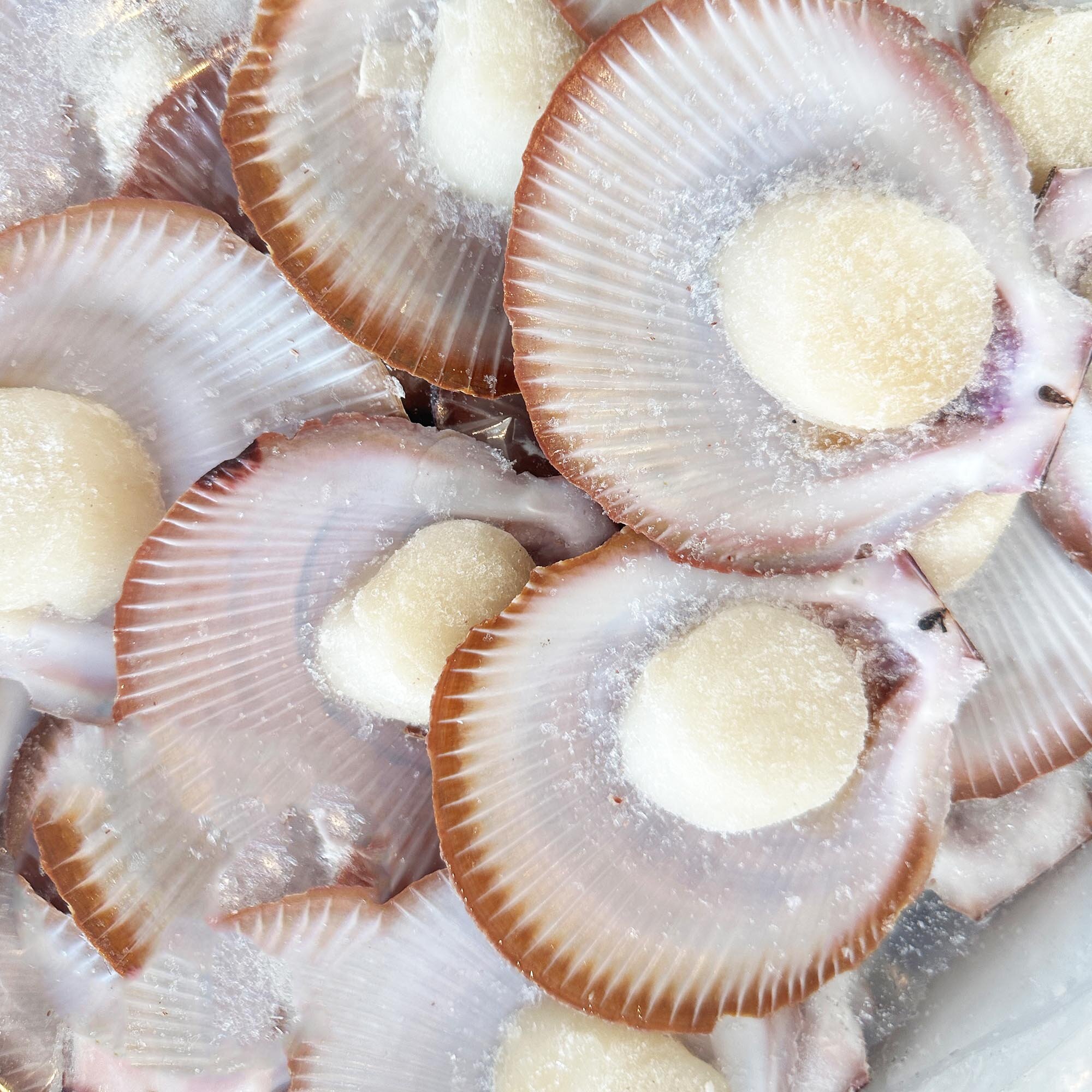 Half Shell Scallops (Each)