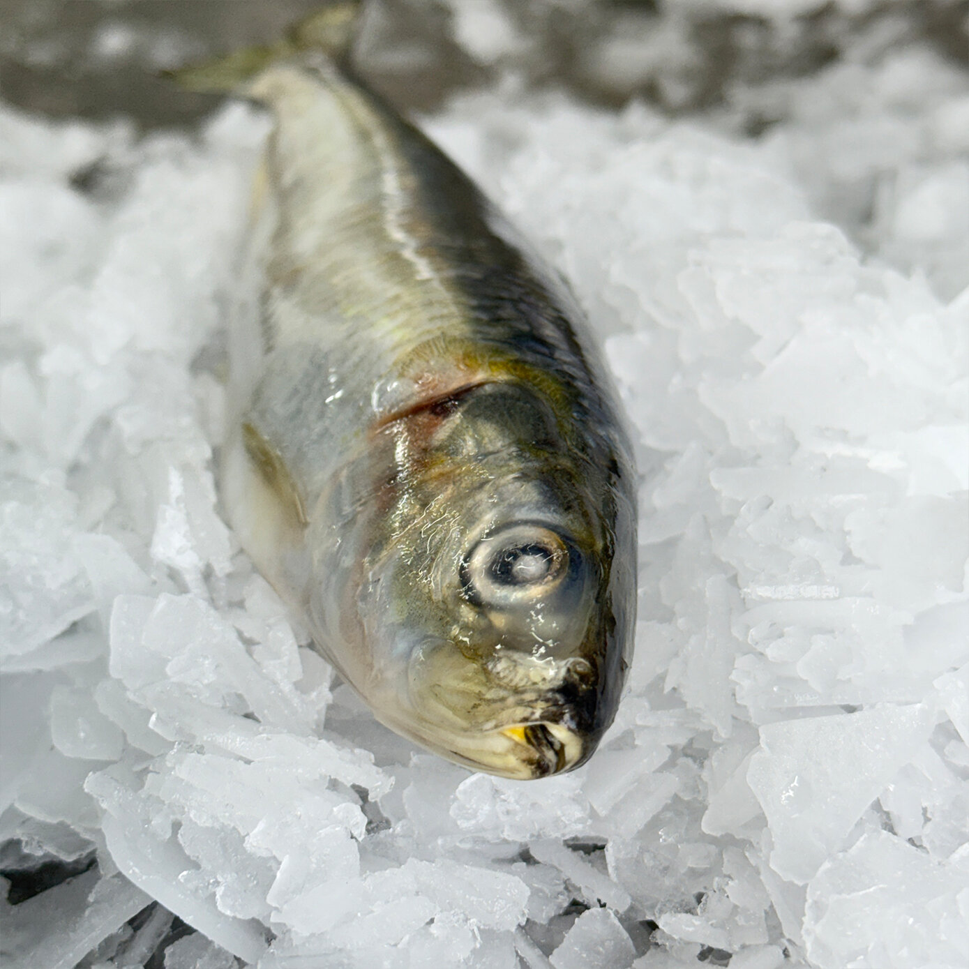 Sardines (Whole) Frozen 1KG