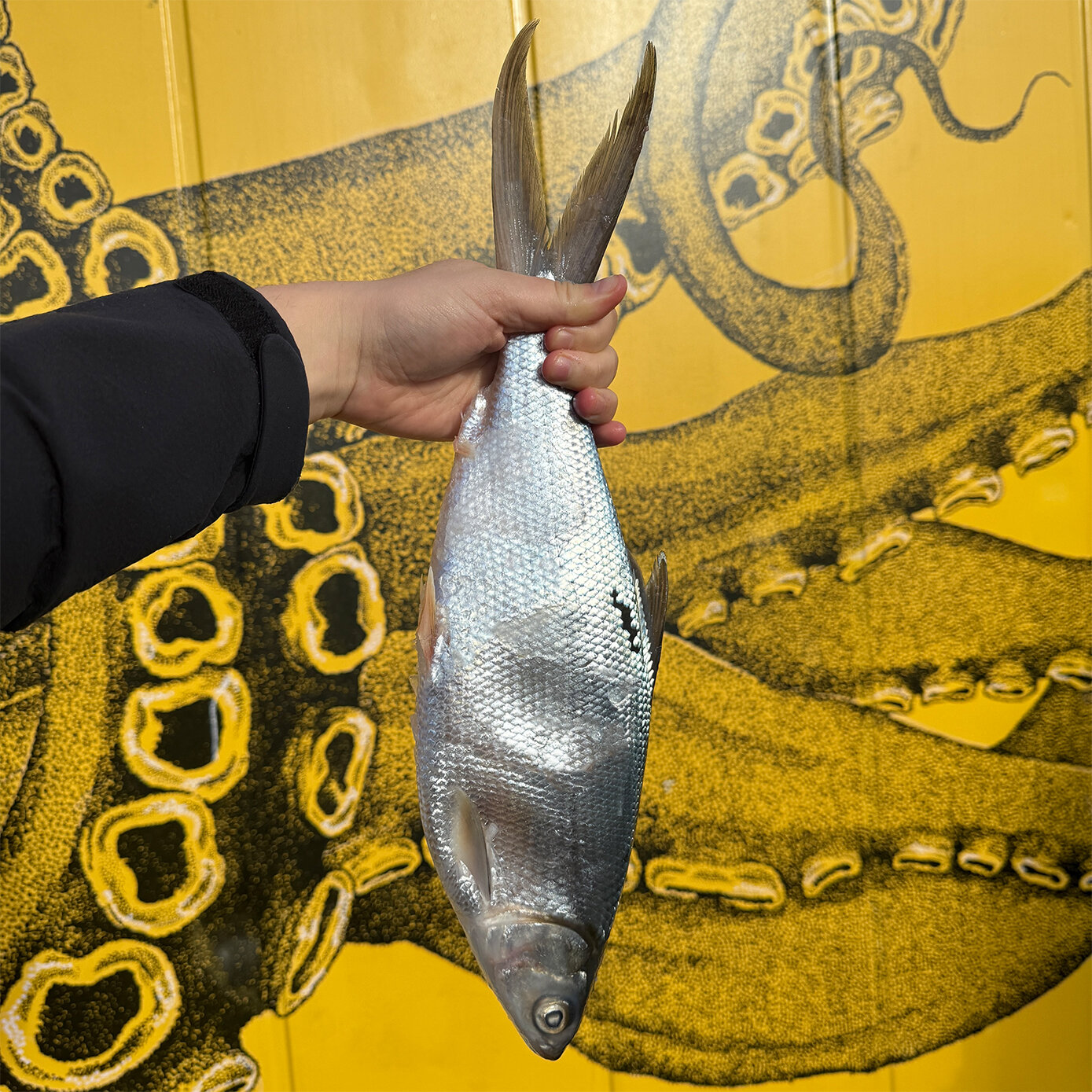 Milkfish Frozen (Whole) Each