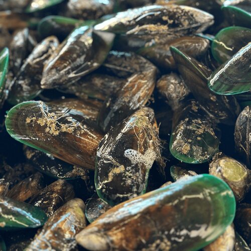 Live Mussels (20kg Box)