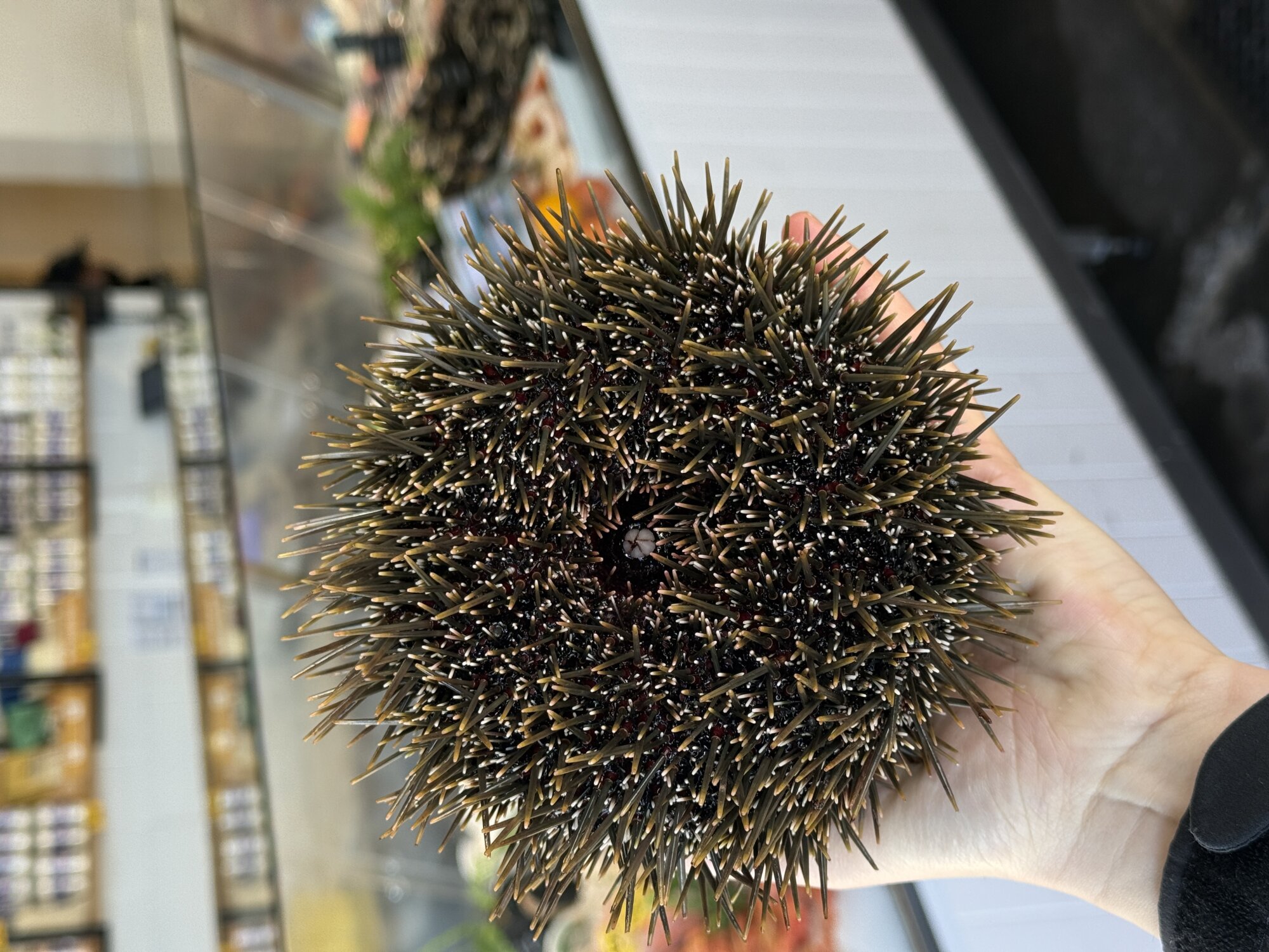 Kina In The Shell (Fresh) 1KG