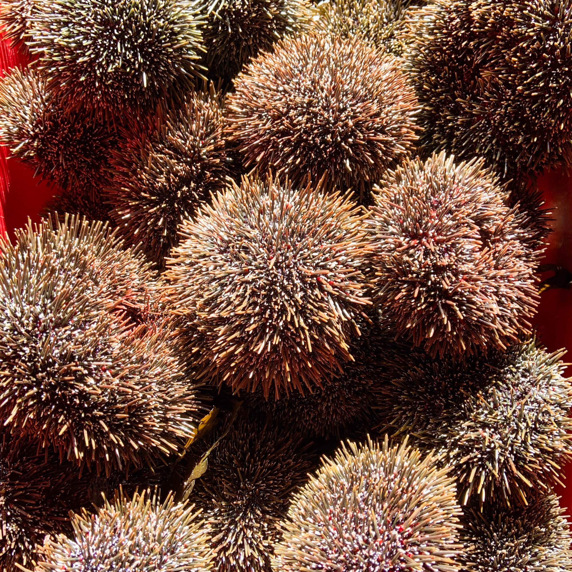 Kina In The Shell (Fresh) 1KG