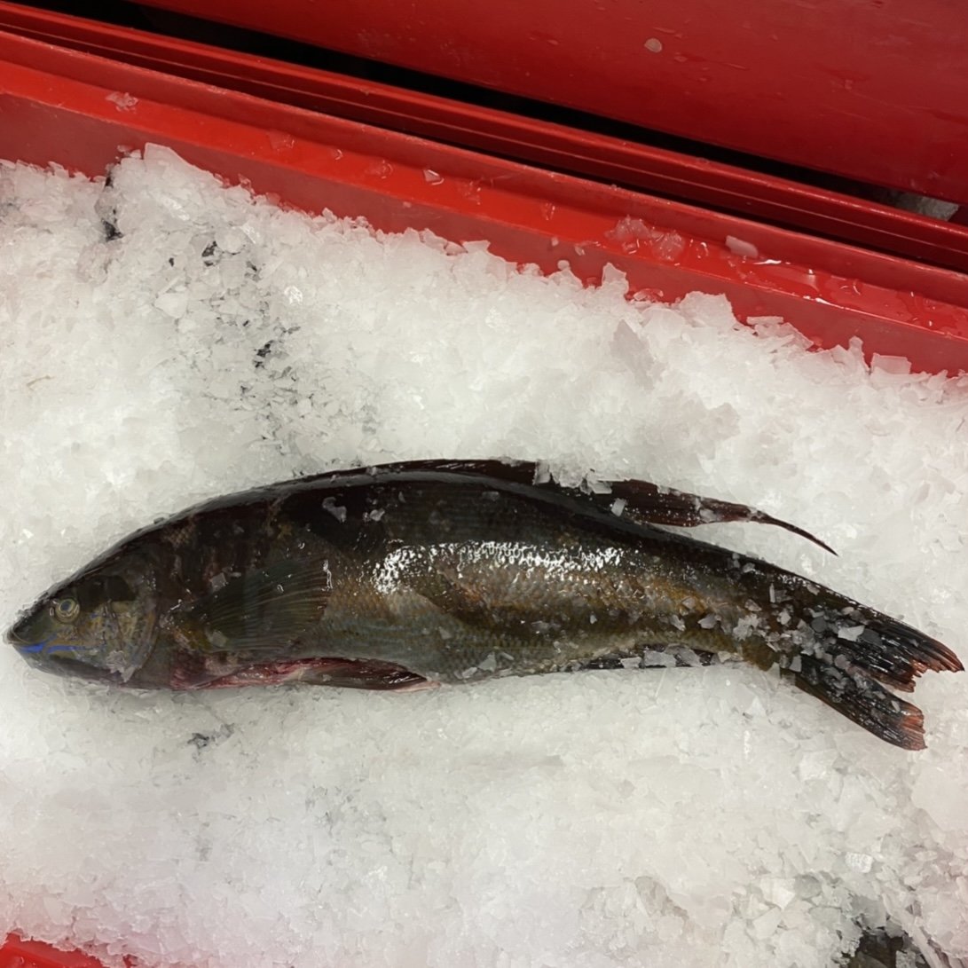 Butterfish (Whole) 1KG