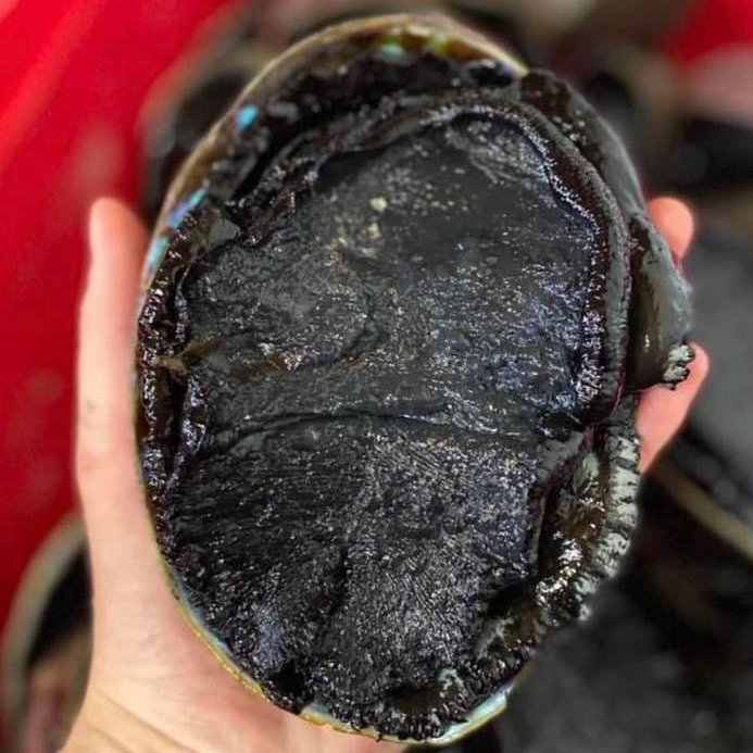 Whole Paua (Fresh) Each