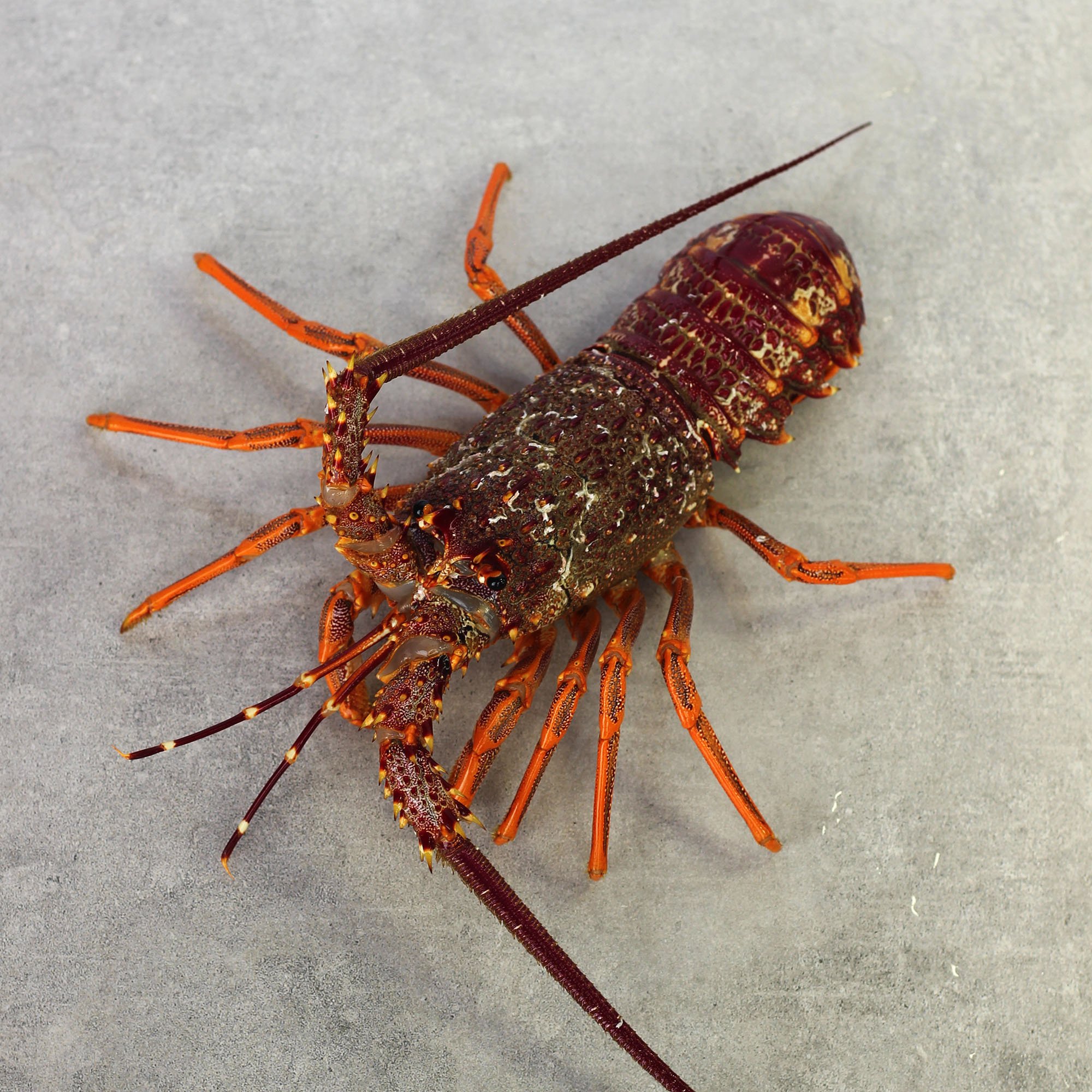 Crayfish (Whole Fresh)