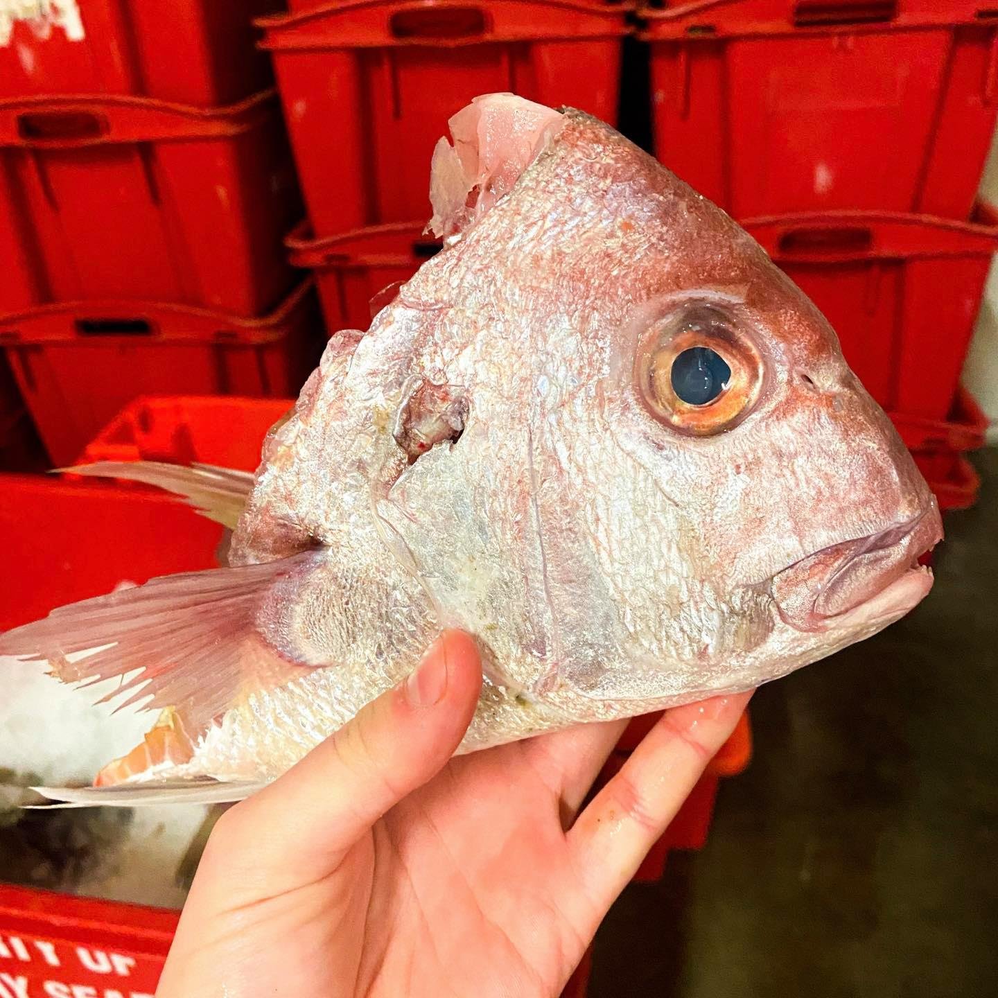 Fish Heads 1KG