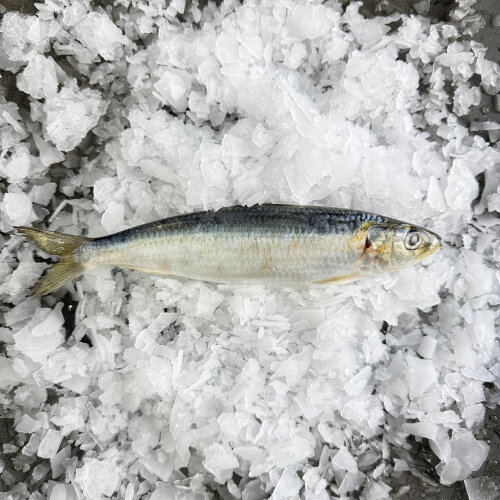 Sardines (Whole) Frozen 1KG
