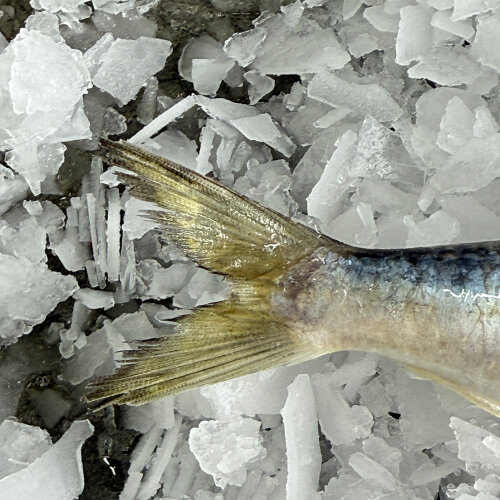 Sardines (Whole) Frozen 1KG