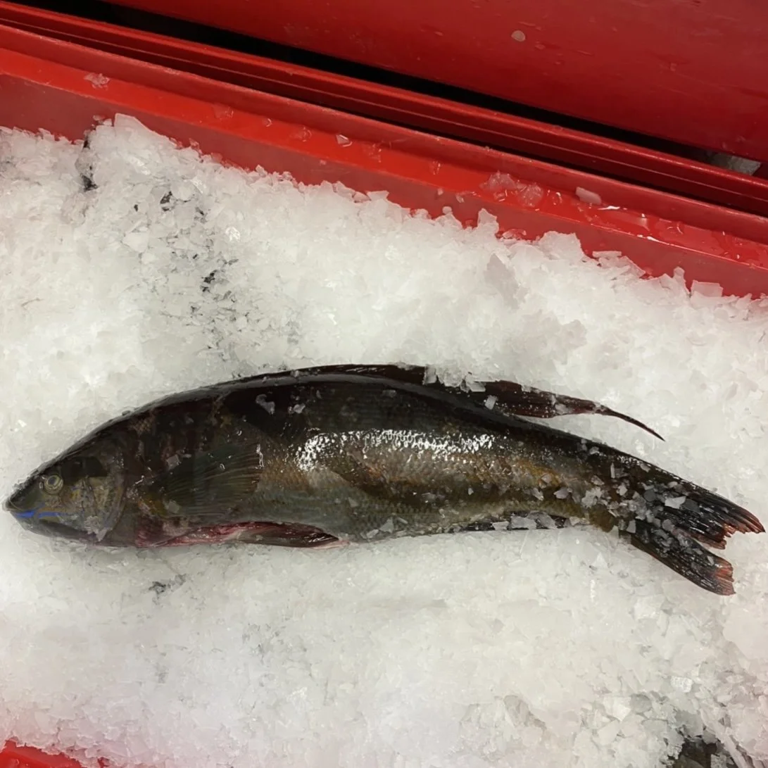 Butterfish (Whole) 1KG