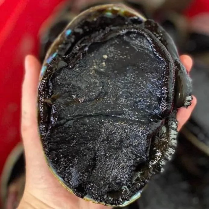 Whole Paua (Fresh) Each