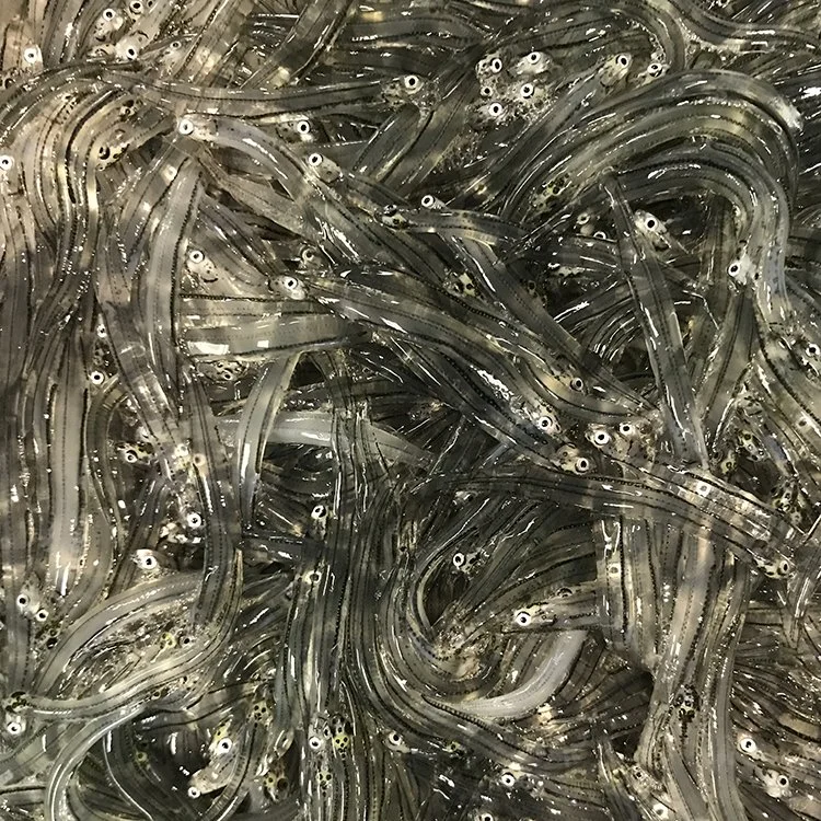 Whitebait (NZ) Fresh 200g