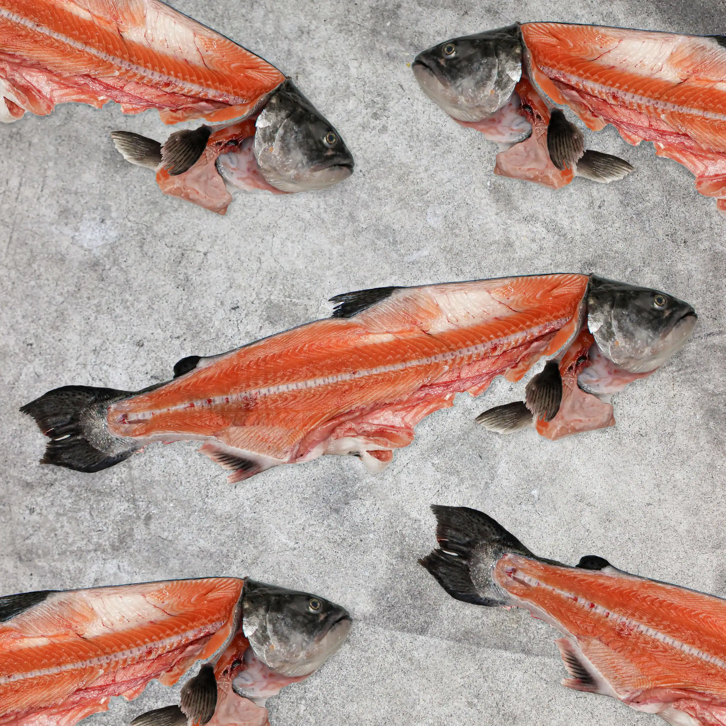 Salmon Heads and Frames 1KG